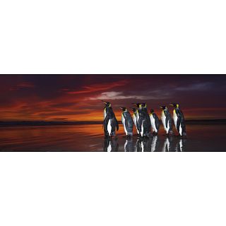 AVH Panorama: King Penguins
