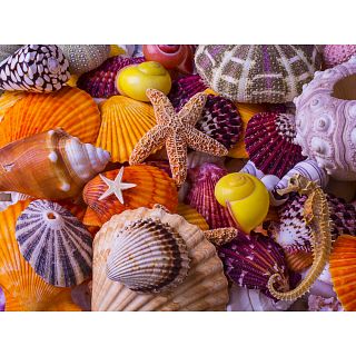Sea Shell Treasures