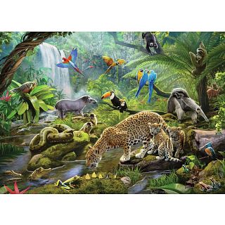 Rainforest Animals