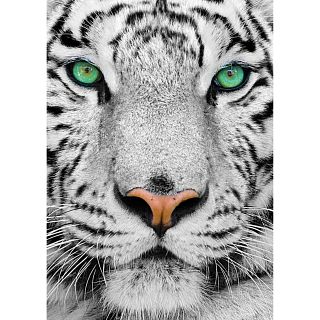 White Siberian Tiger