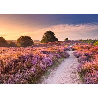 Beautiful Walkways: Pink Pathway