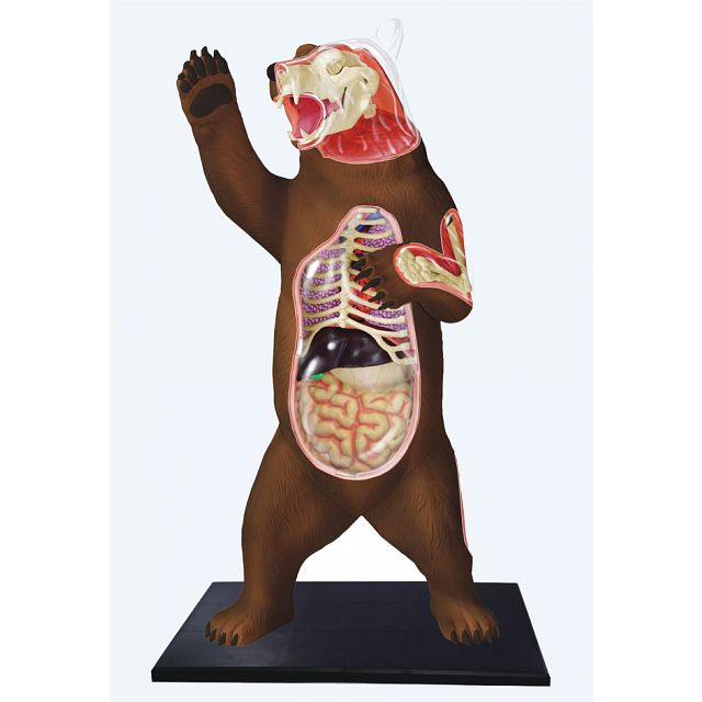 4D Vision - Brown Bear Anatomy Model