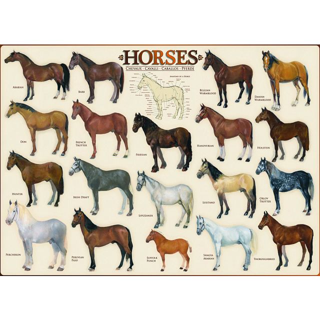 Horses