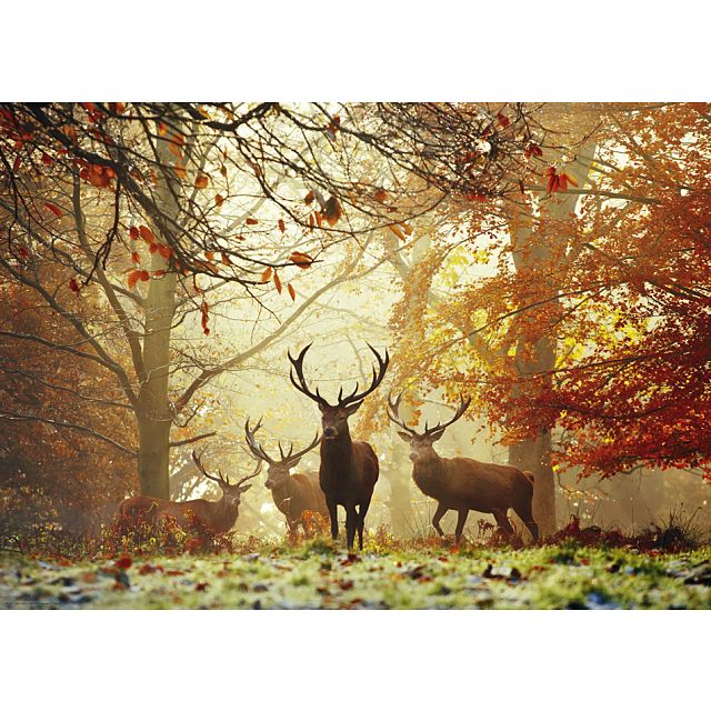 Magic Forests: Stags