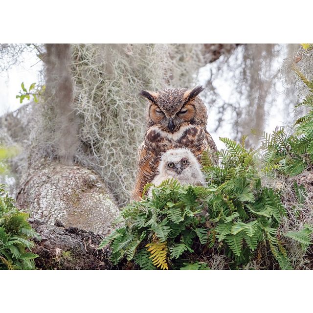Great Horned Owl