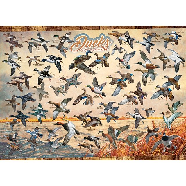 Ducks of North America