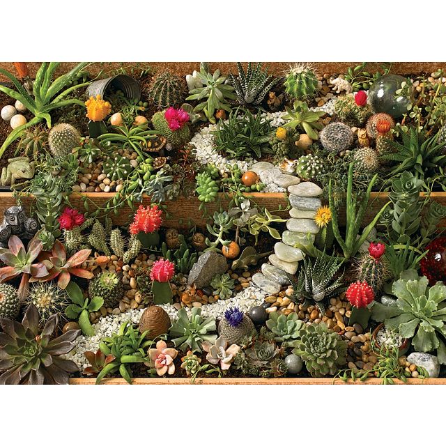 Succulent Garden