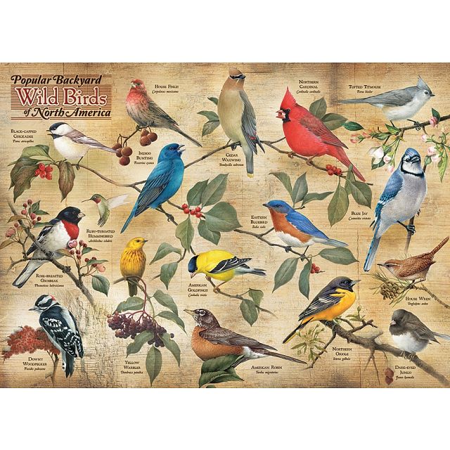 Popular Backyard Wild Birds of North America