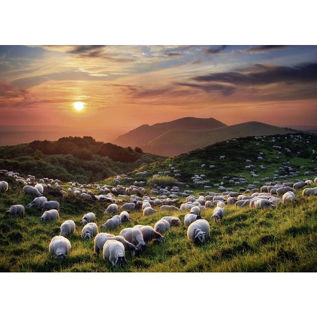 AVH Edition: Sheep and Volcanoes