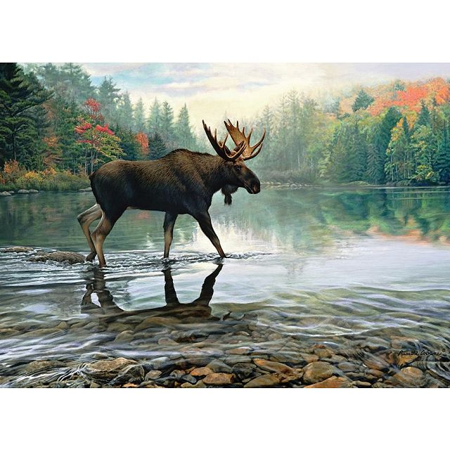 Moose Crossing