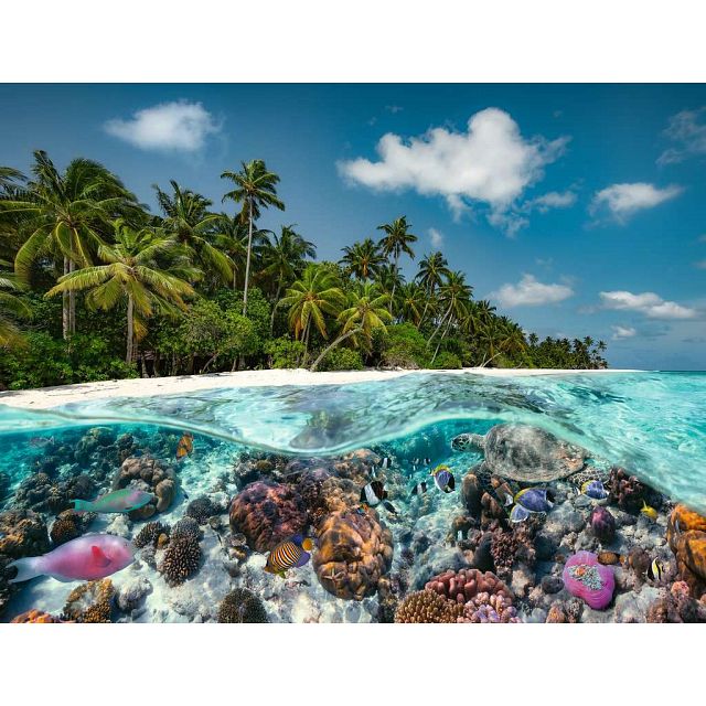 A Dive in the Maldives