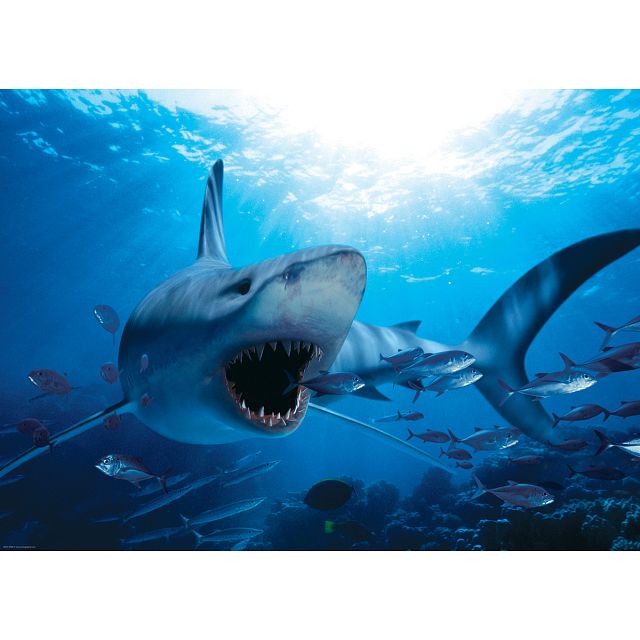 Hungry Shark