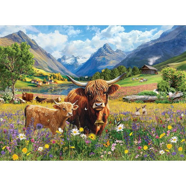 Highland Cows